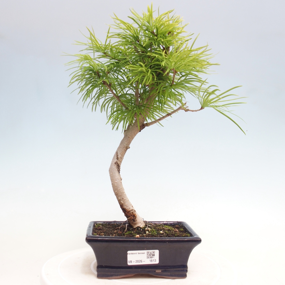 Outdoor bonsai -Pseudolarix amabis-Pseudolarix amabis