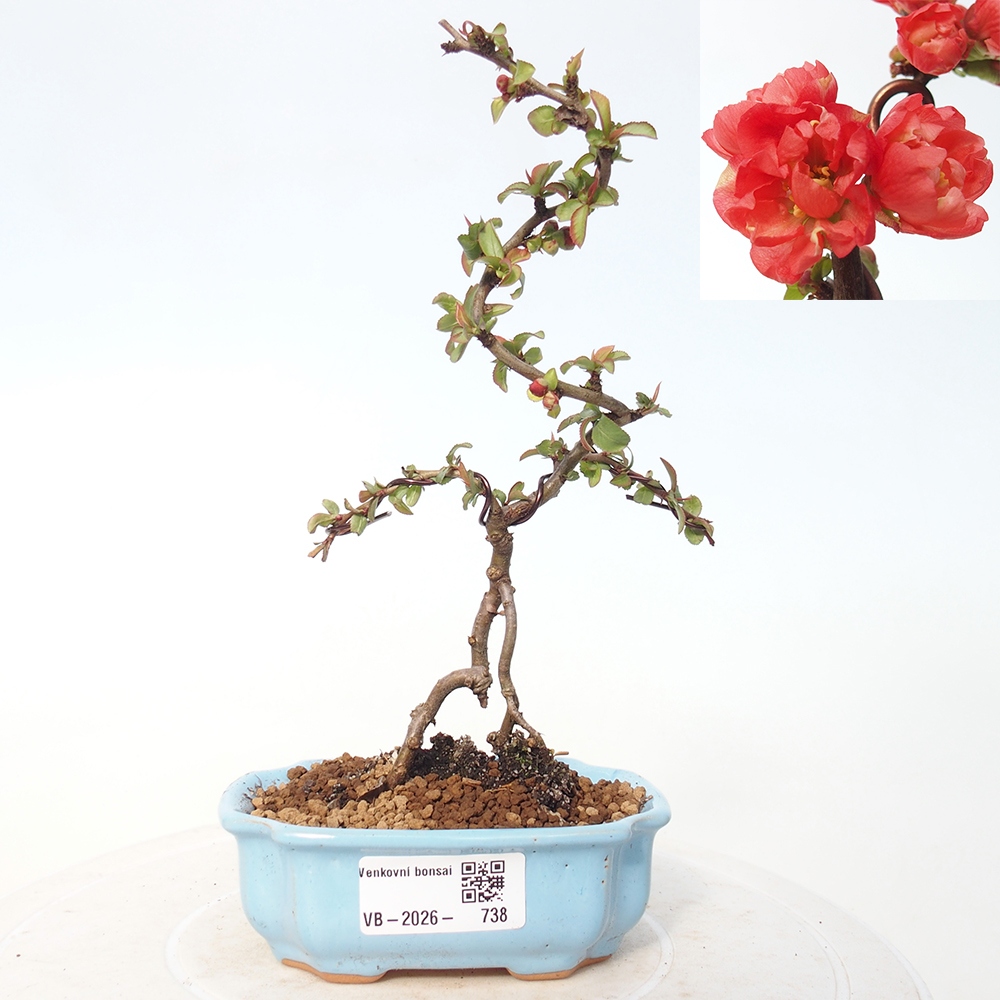 Outdoor bonsai - Chaneomeles s. Red Joy - Quince