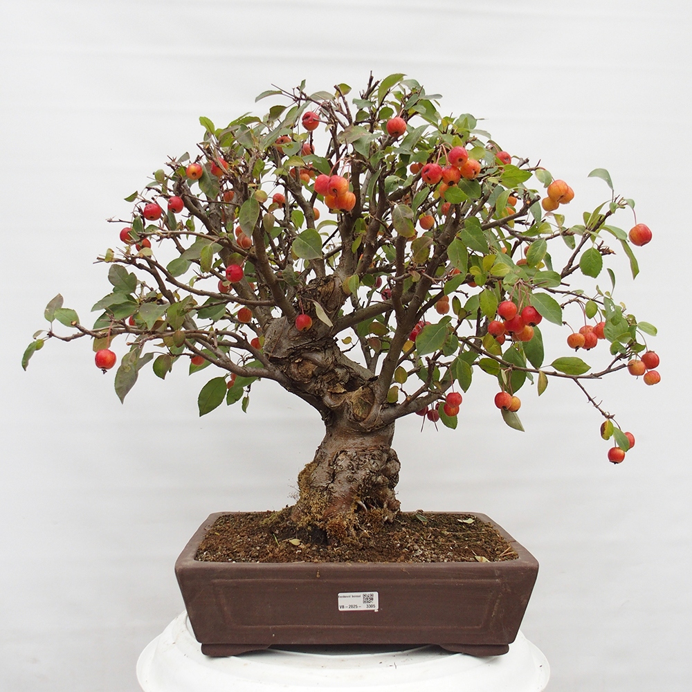 Outdoor bonsai - Malus halliana - Small-fruited apple tree