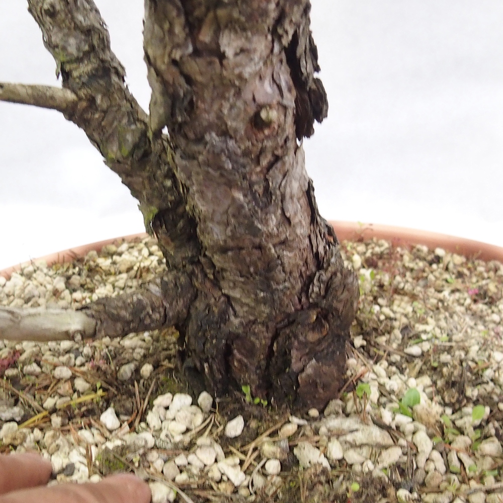 Yamadori - Pinus sylvestris 
