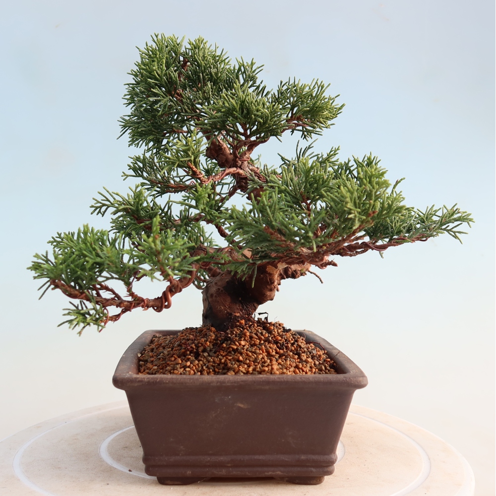 Outdoor bonsai - Juniperus chinensis Itoigawa - Chinese juniper
