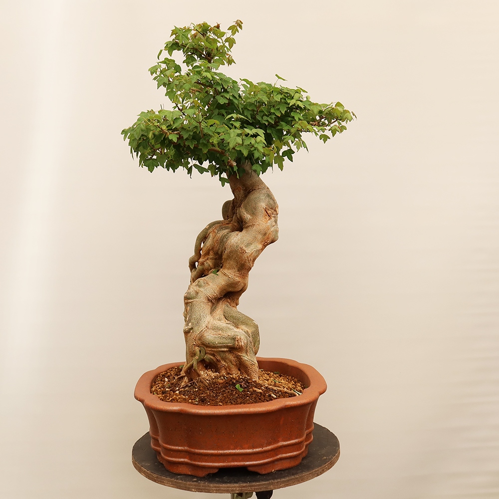 Outdoor bonsai - Maple Burger - Acer Burgerianum