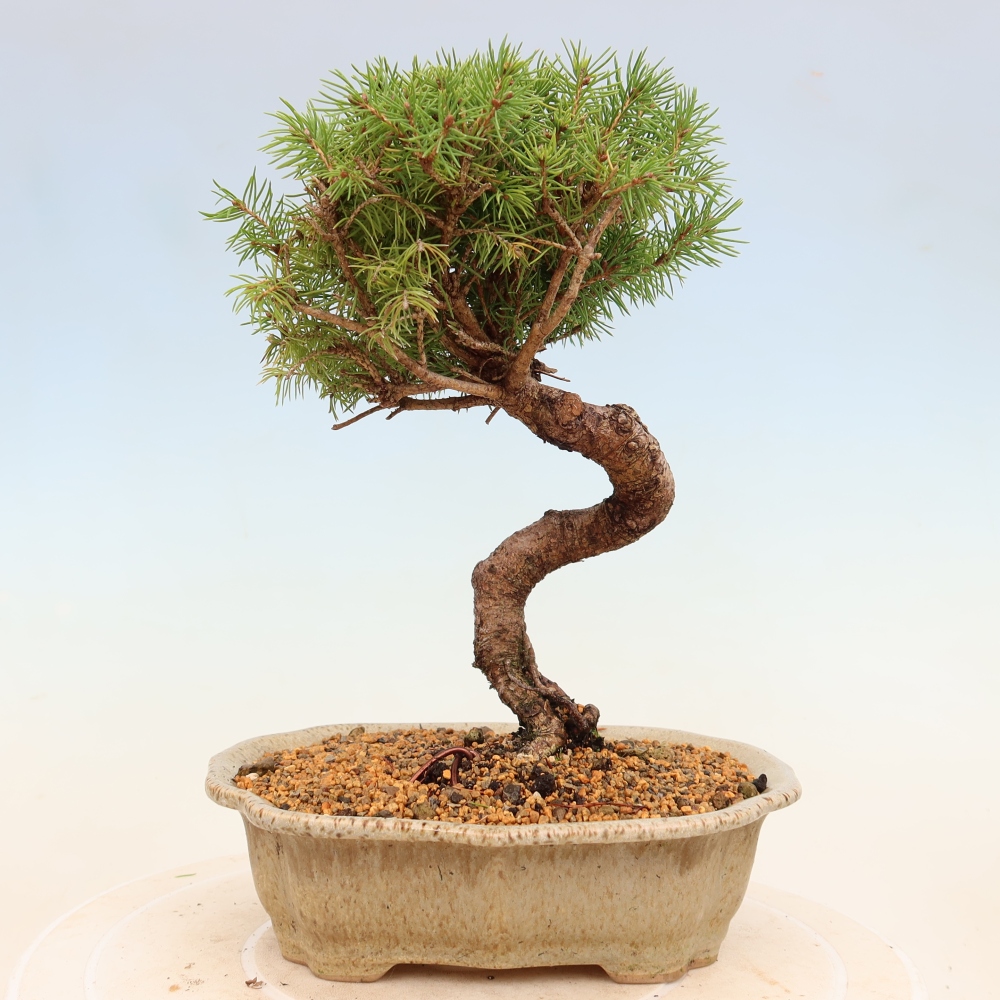 Outdoor bonsai - Spruce - Picea glauca globe