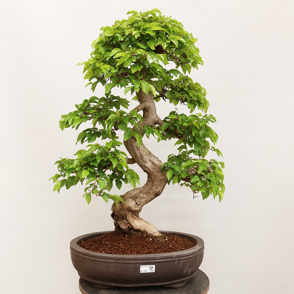 Outdoor bonsai - Carpinus Coreana - Korean hornbeam