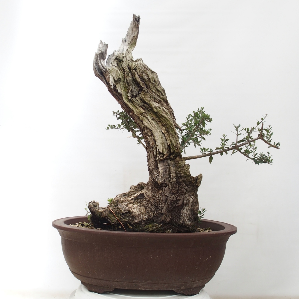 Indoor bonsai - Olea europaea sylvestris - European small-leaved olive oil
