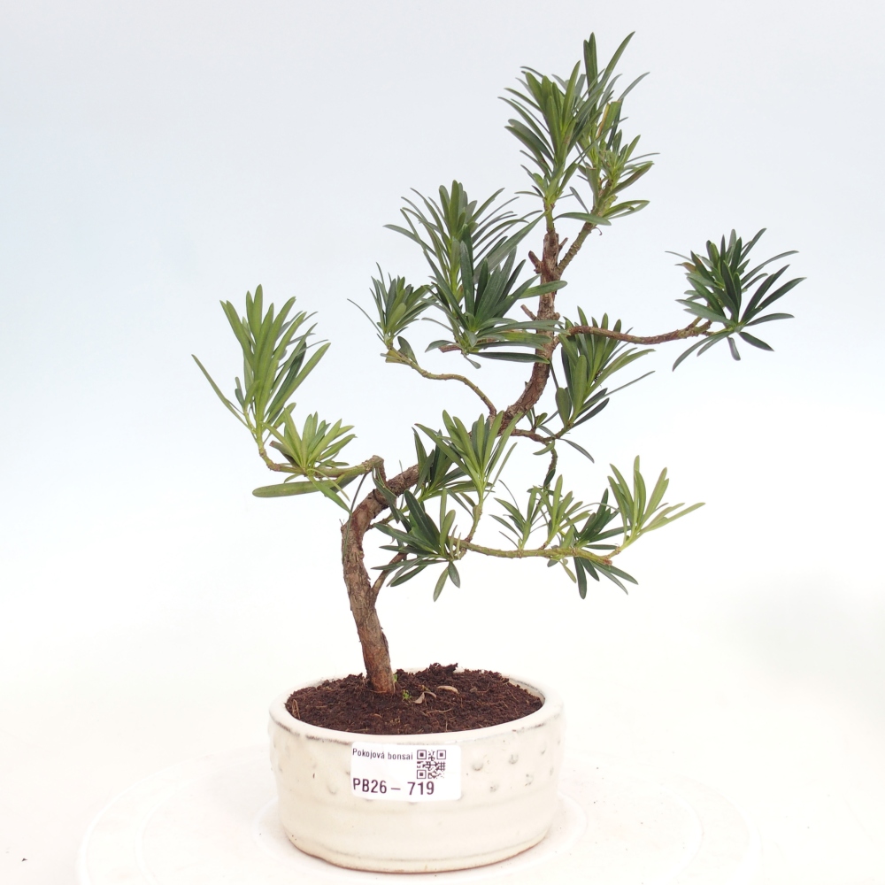 Room bonsai - Podocarpus - Stone Yew