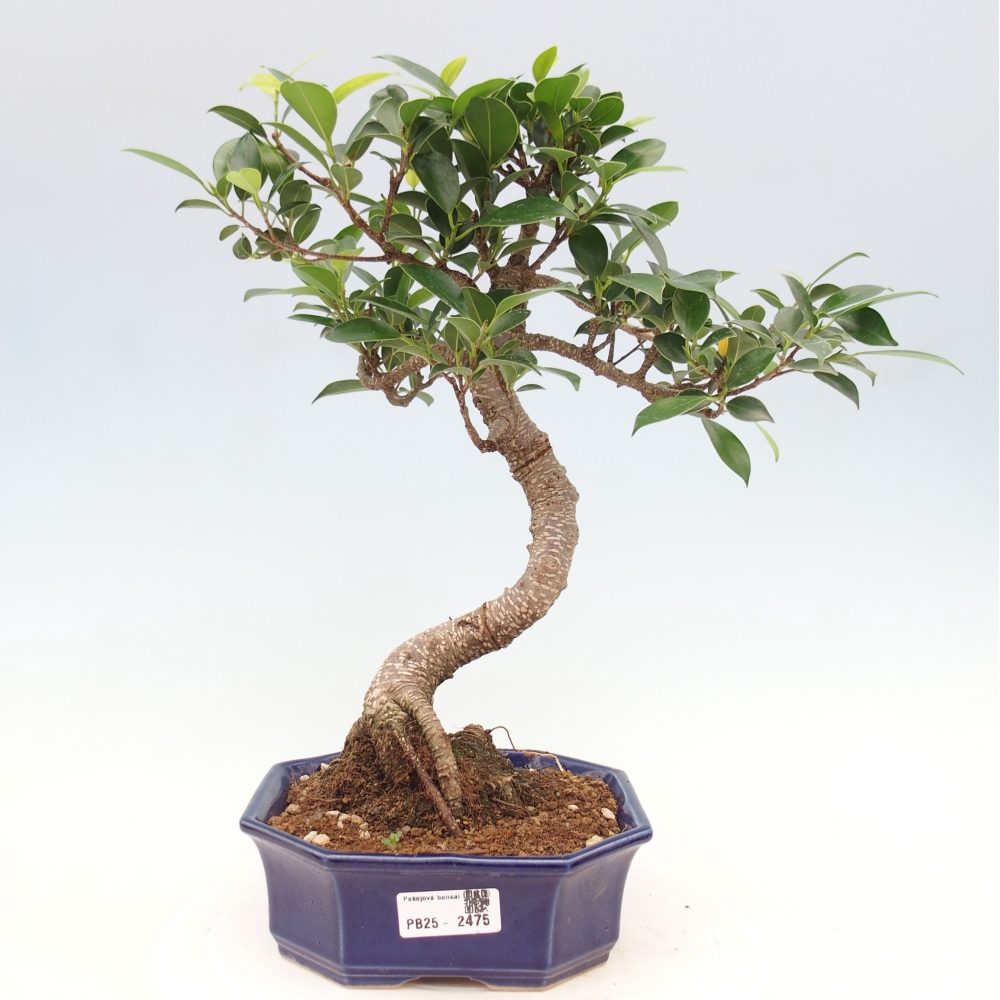 Indoor bonsai - Ficus retusa - small ficus