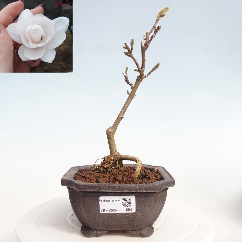 Outdoor bonsai - Magnolia stellata