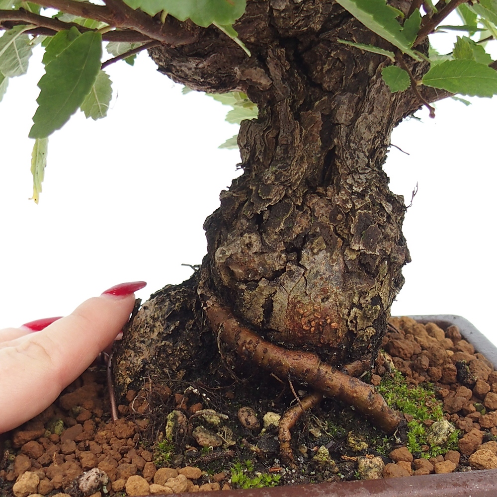 Outdoor bonsai - Zelkova - Zelkova serrata