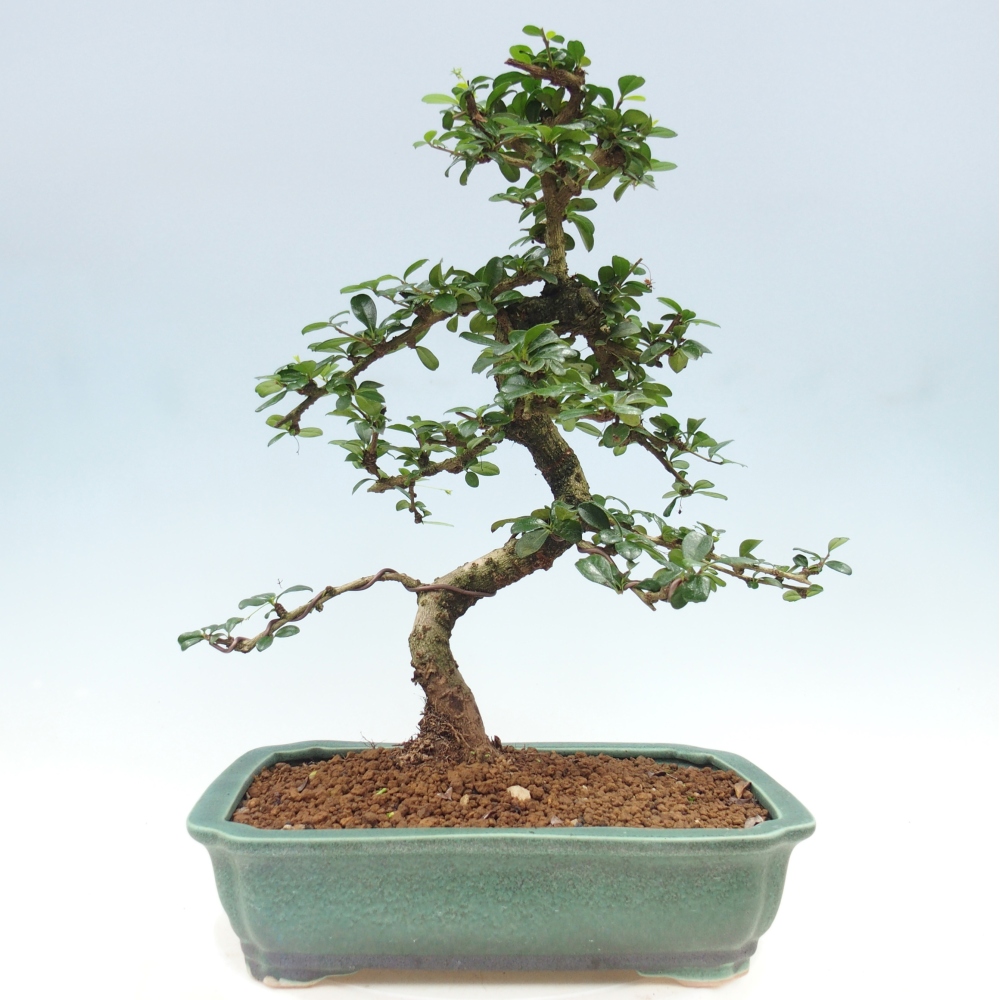 Room bonsai - Carmona macrophylla - Tea fuki