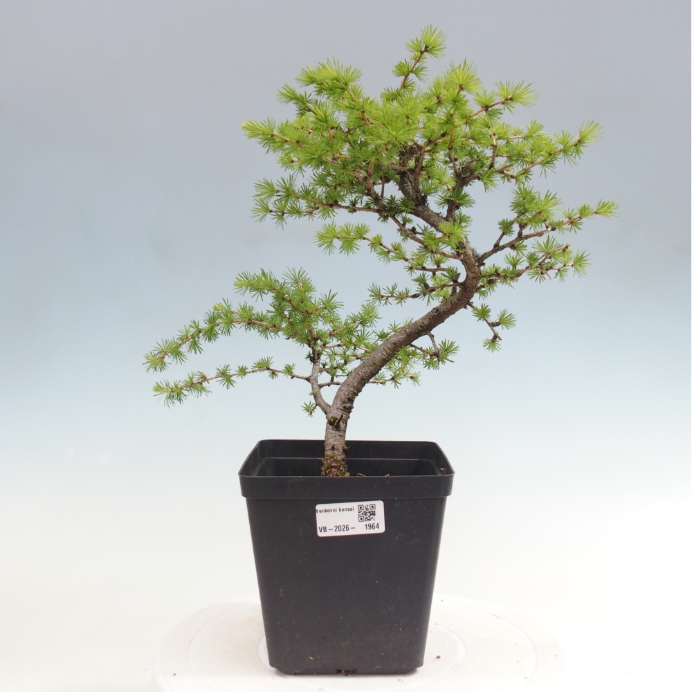 Outdoor bonsai -Larix decidua - Larch