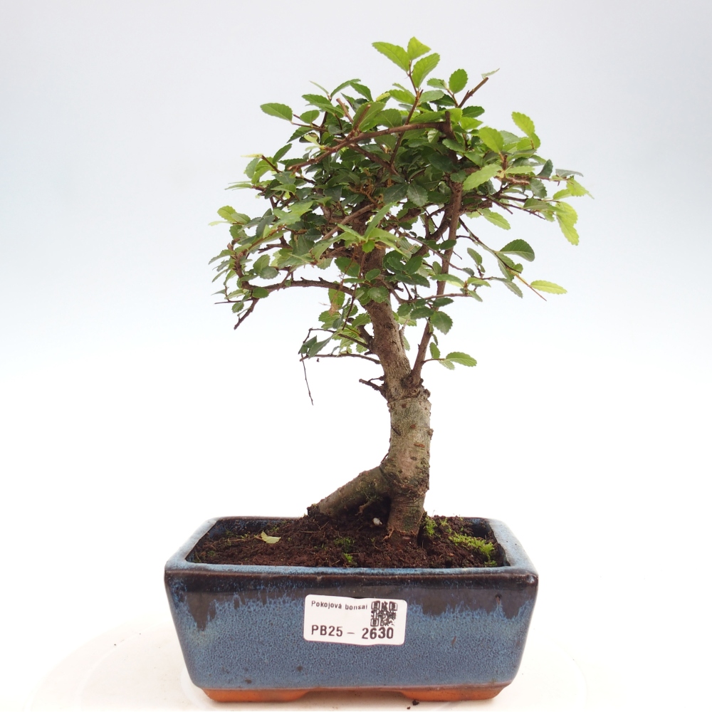 Indoor bonsai - Ulmus parvifolia - Small-leaved elm