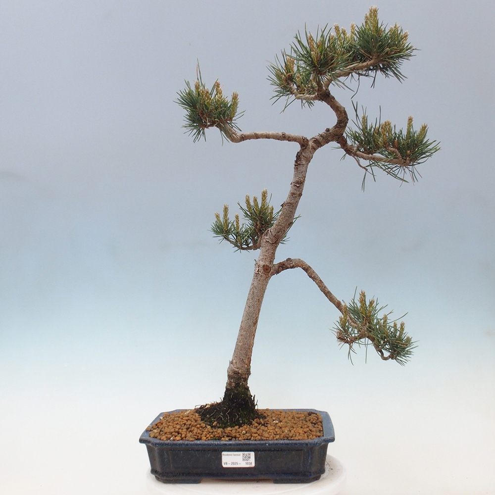 Outdoor bonsai - Pinus Sylvestris - Scots pine