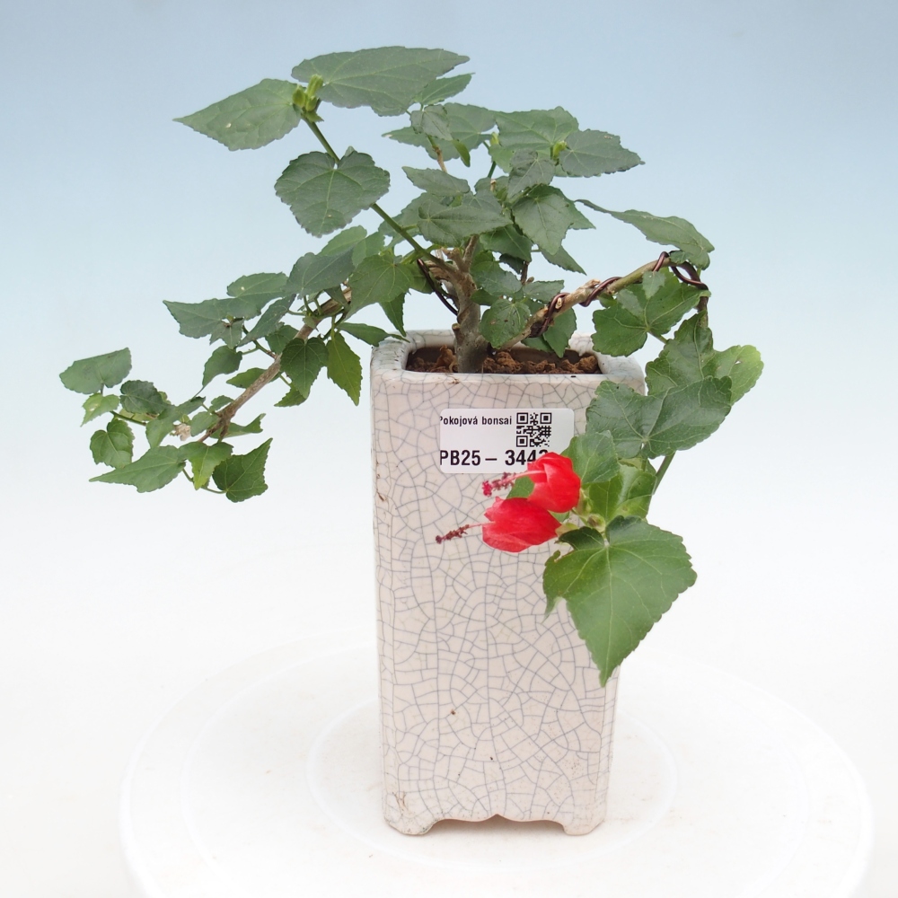 Indoor bonsai - Malvaviscus arboreus