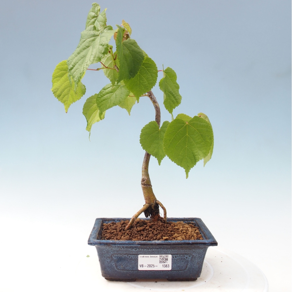 Outdoor bonsai - Linden - Tilia cordata