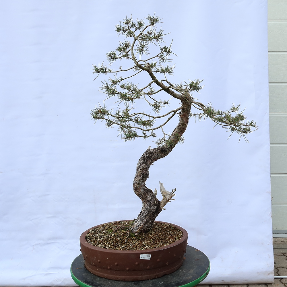 Pinus sylvestris Spain - Scots pine