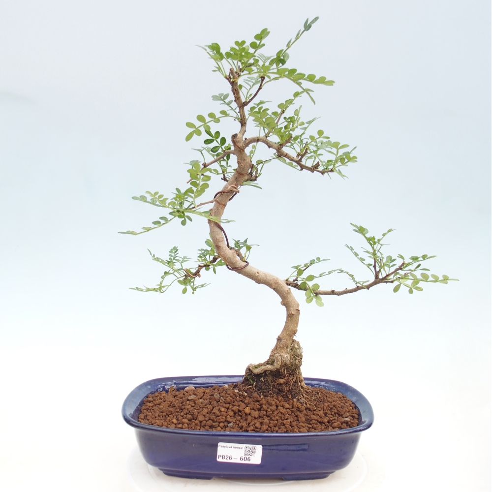 Room bonsai - Zantoxylum piperitum - pepper tree