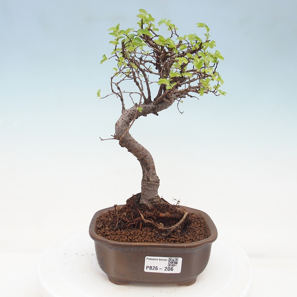 Room bonsai - Ulmus parvifolia - Small-leaved elm