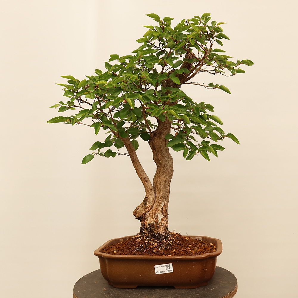 Outdoor bonsai - Carpinus Coreana - Korean hornbeam