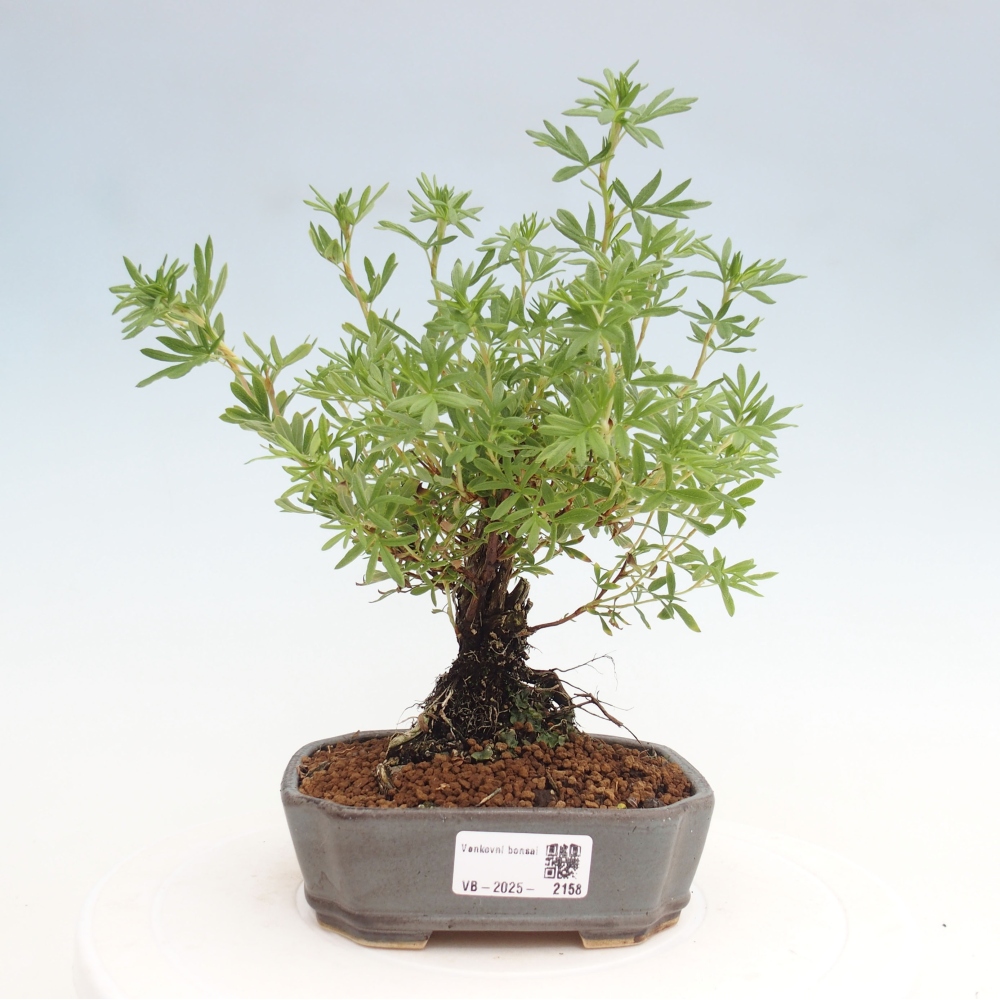 Outdoor bonsai-Cinquefoil - Potentila fruticosa yellow Bird