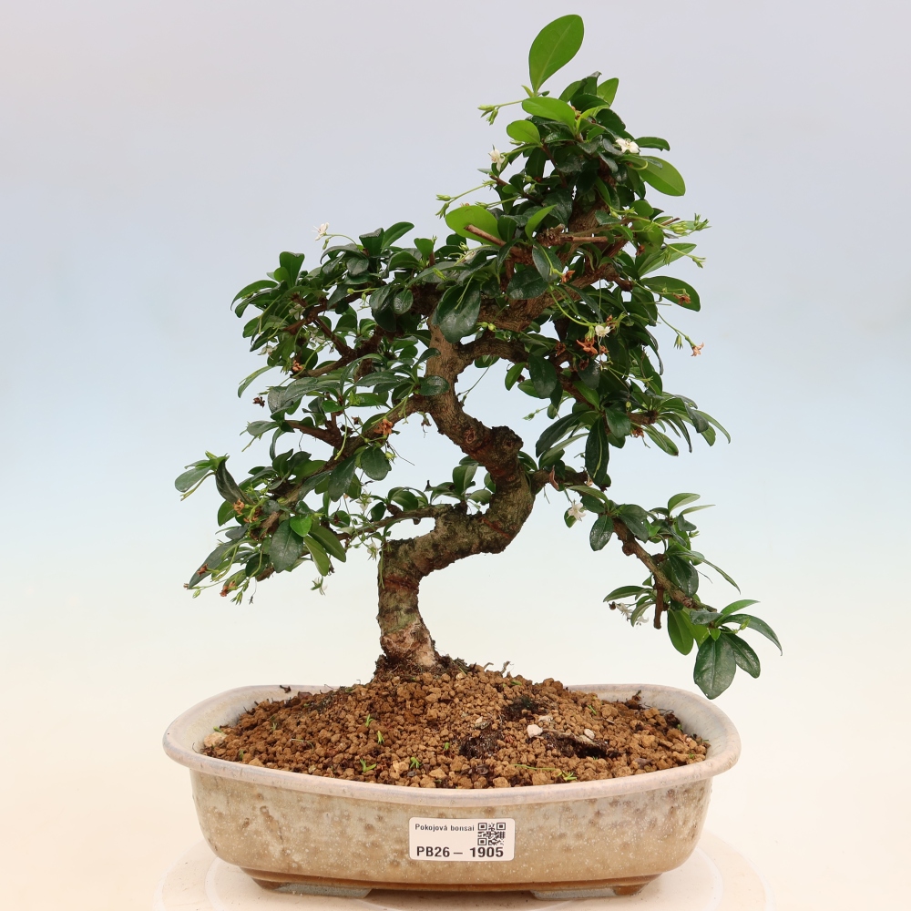 Room bonsai - Carmona macrophylla - Tea fuki
