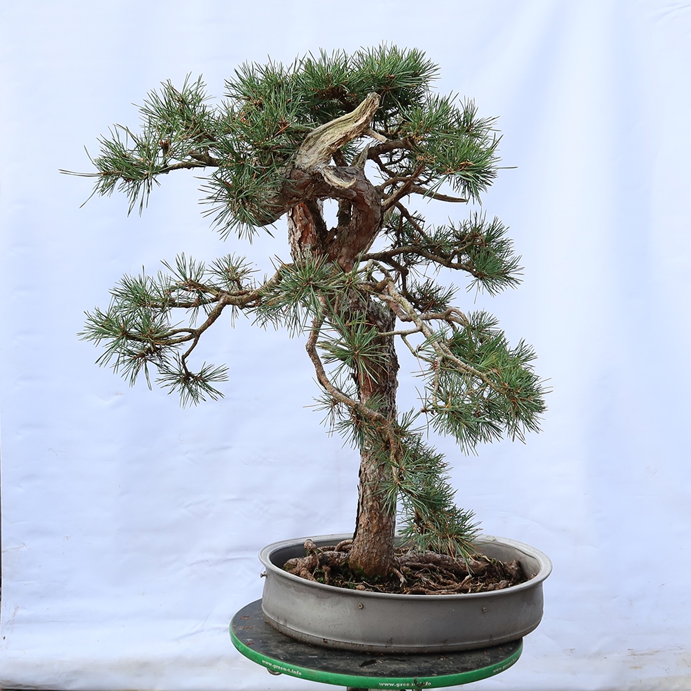 Pinus sylvestris Spain - Scots pine