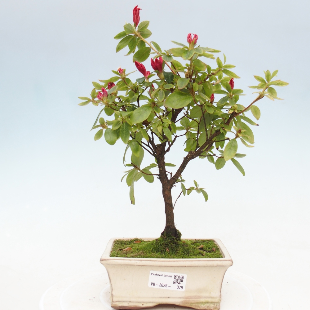 Outdoor bonsai - Japanese azalea - Azalea sp.