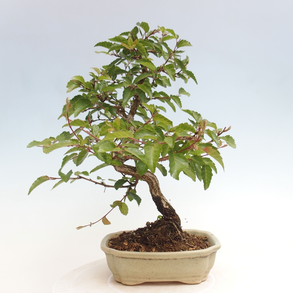 Outdoor bonsai -Carpinus CARPINOIDES - Korean hornbeam