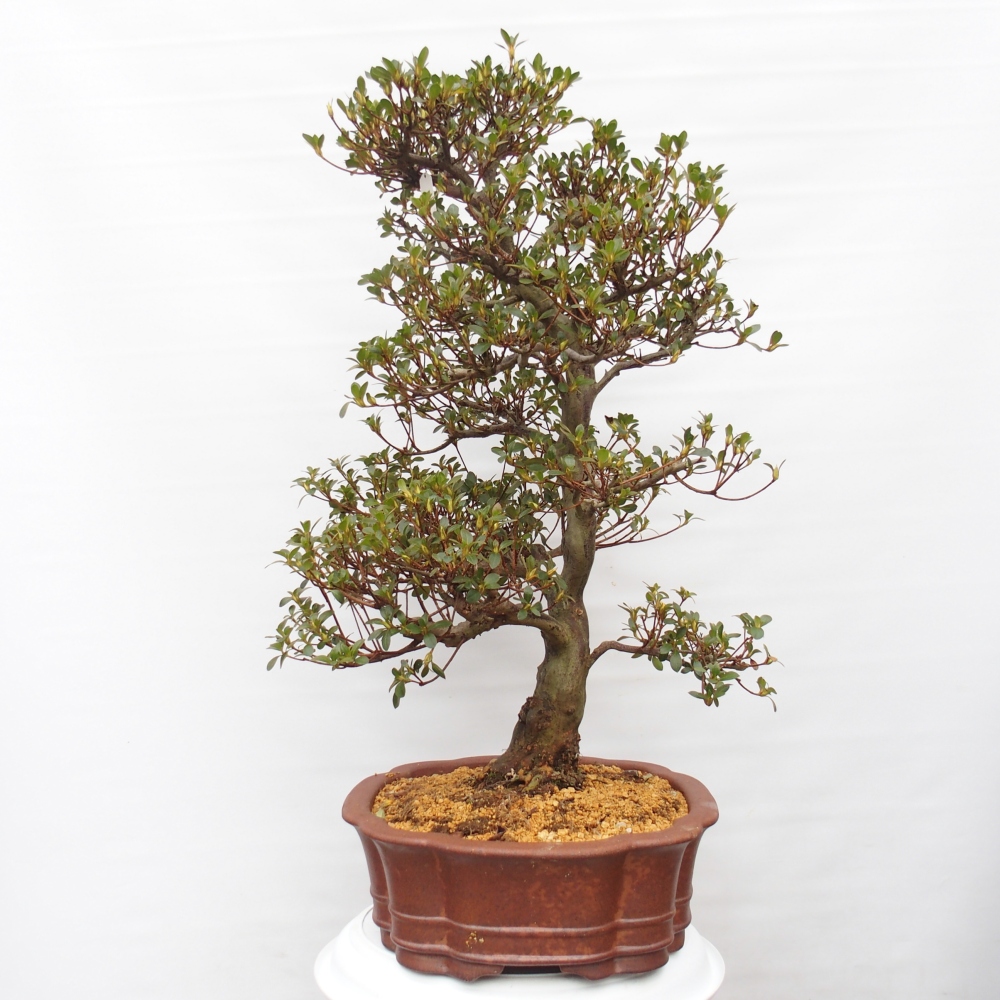Outdoor bonsai - Japanese Azalea - Azalea Sansei