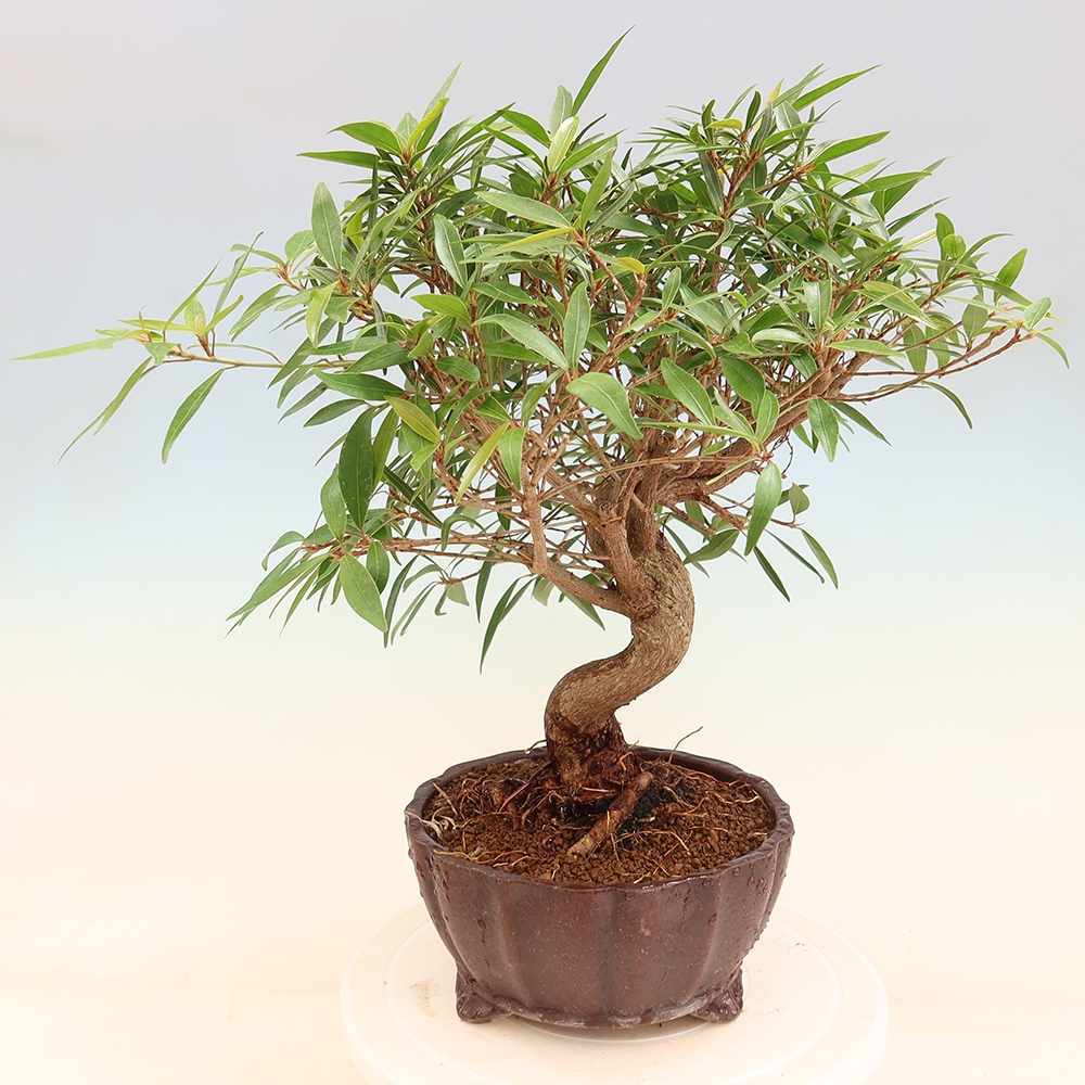 Room bonsai - Ficus nerifolia - small-leaved ficus