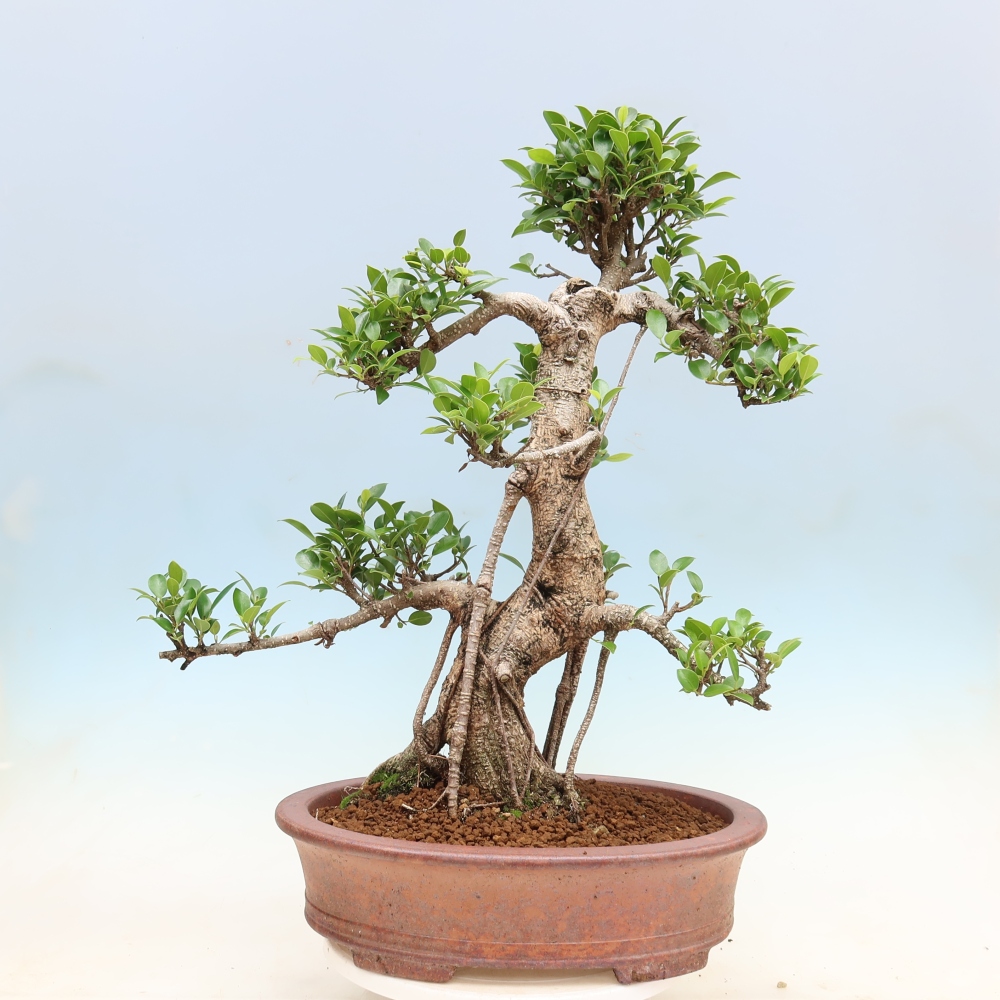 Room bonsai - Ficus kimmen - small-leaved ficus