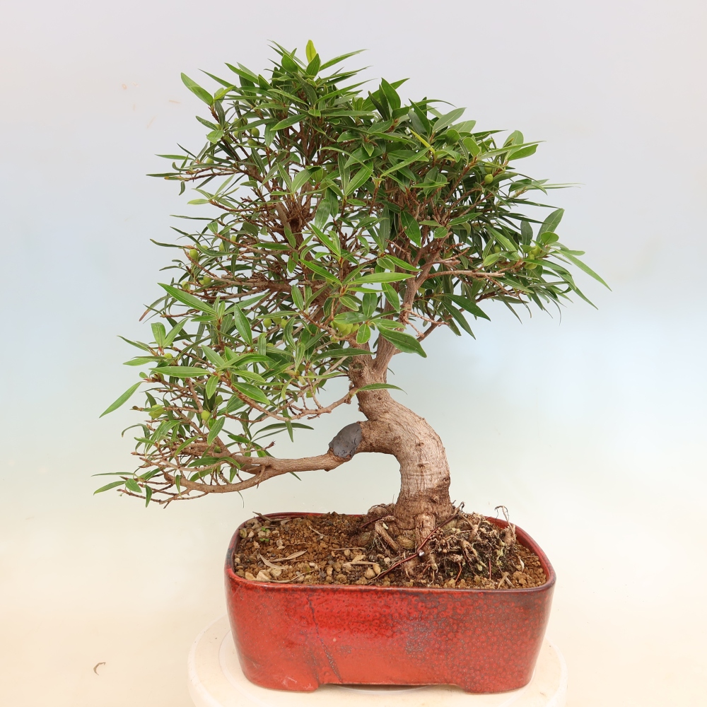 Room bonsai - Ficus nerifolia - small-leaved ficus