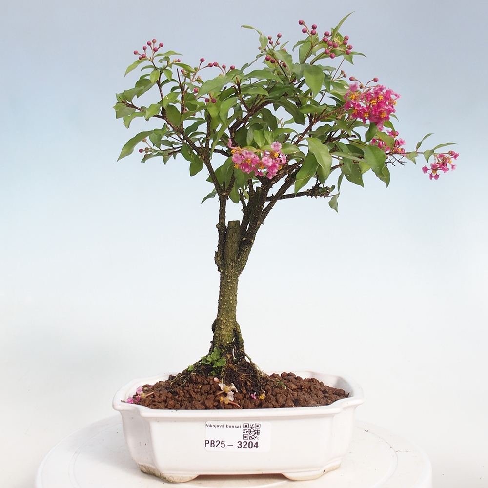 Room bonsai - Malpighia coccigera- Barbdorian cherry