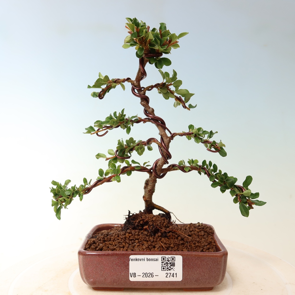 Outdoor bonsai - Cotoneaster horizontalis - Rocky Mountain