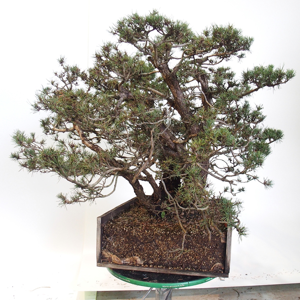 Yamadori - Pinus sylvestris Spain