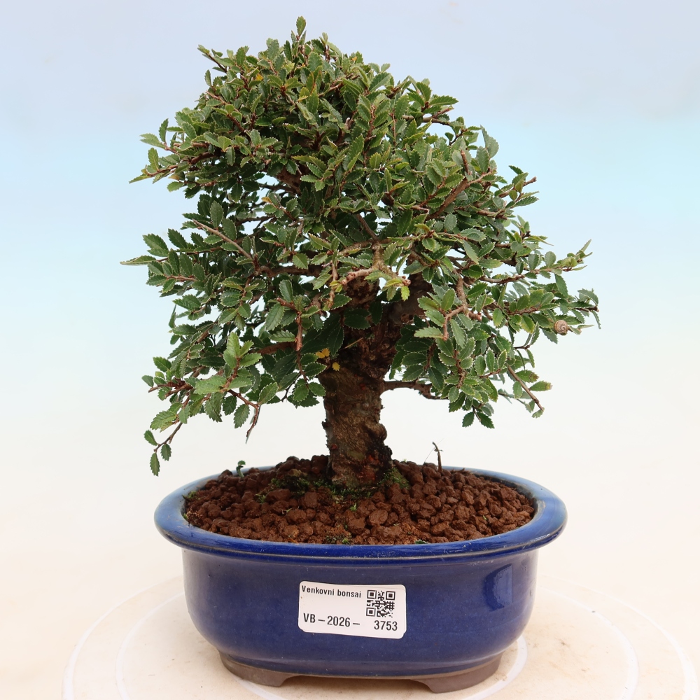 Outdoor bonsai - Zelkova - Zelkova NIRE