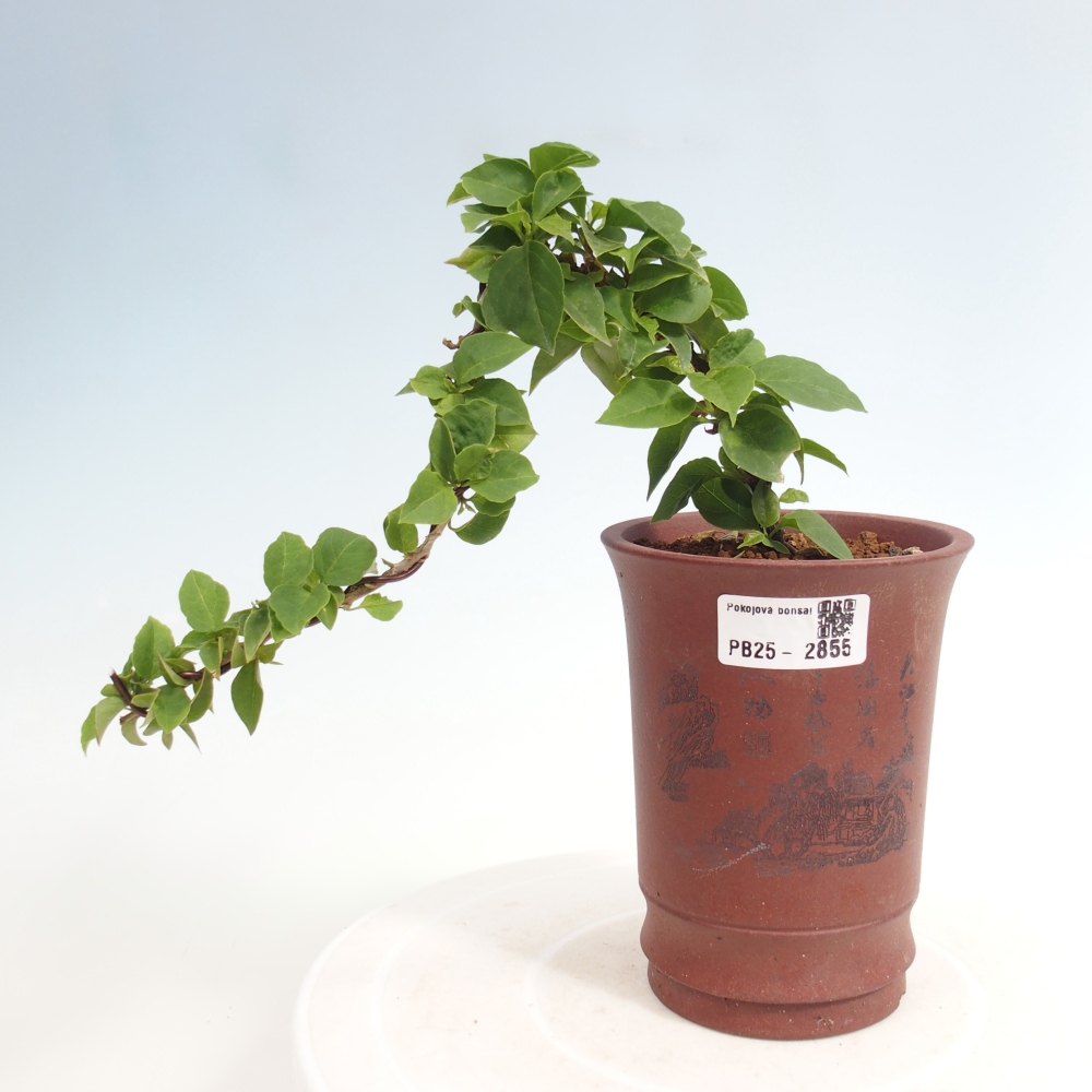 Indoor bonsai - Bouganwilea