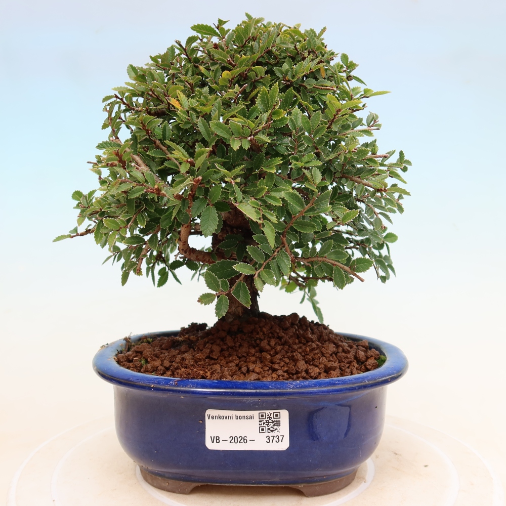 Outdoor bonsai - Zelkova - Zelkova NIRE