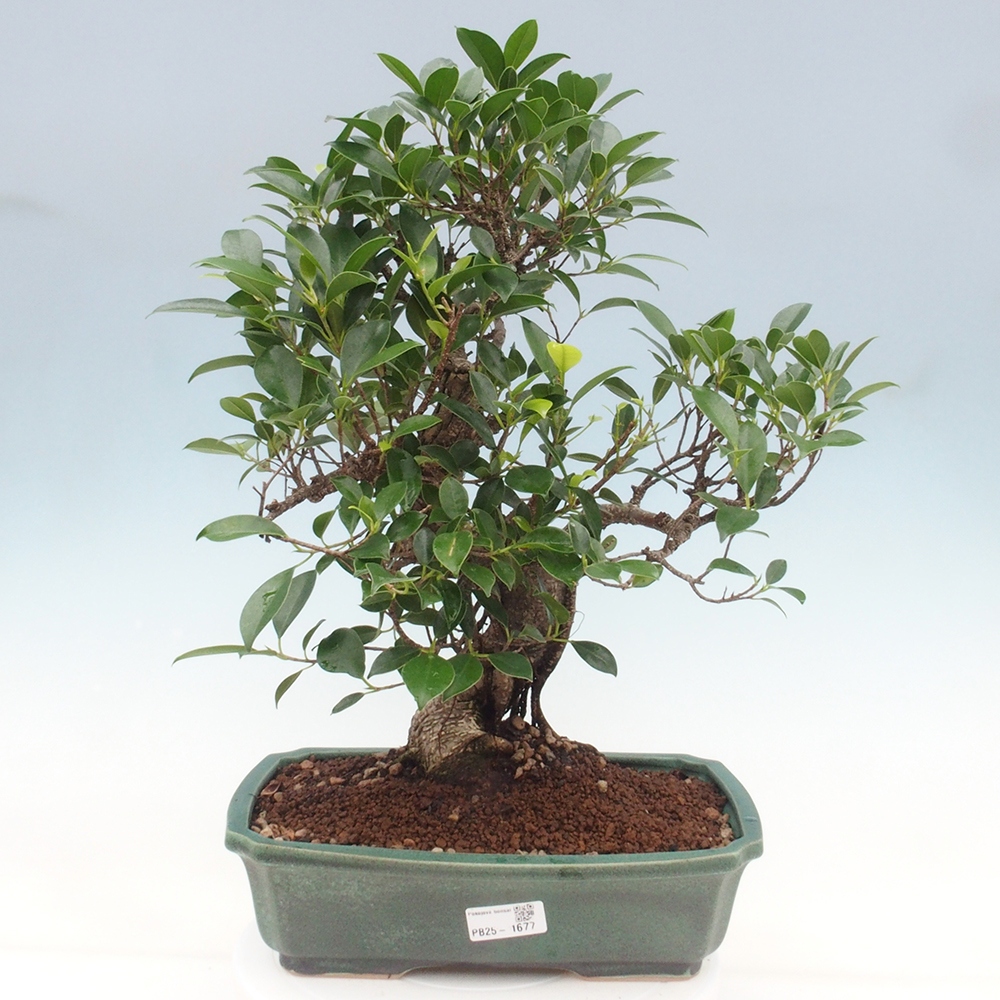 Indoor bonsai - Ficus kimmen - small-leaved ficus