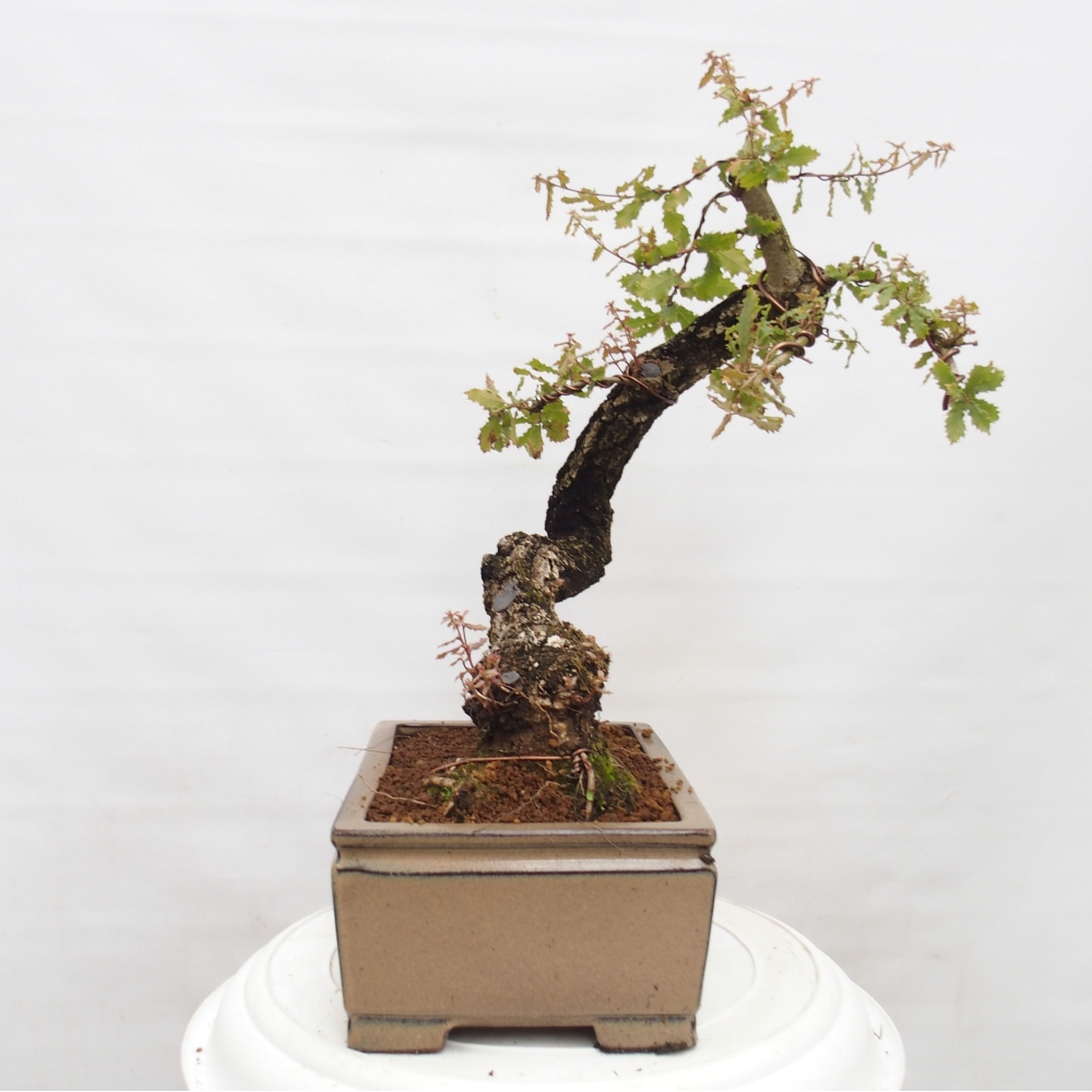 Yamadori - Quercus Ilex - Oak holly