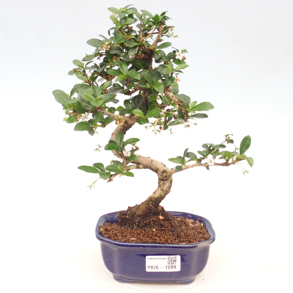 Room bonsai - Carmona macrophylla - Tea fuki
