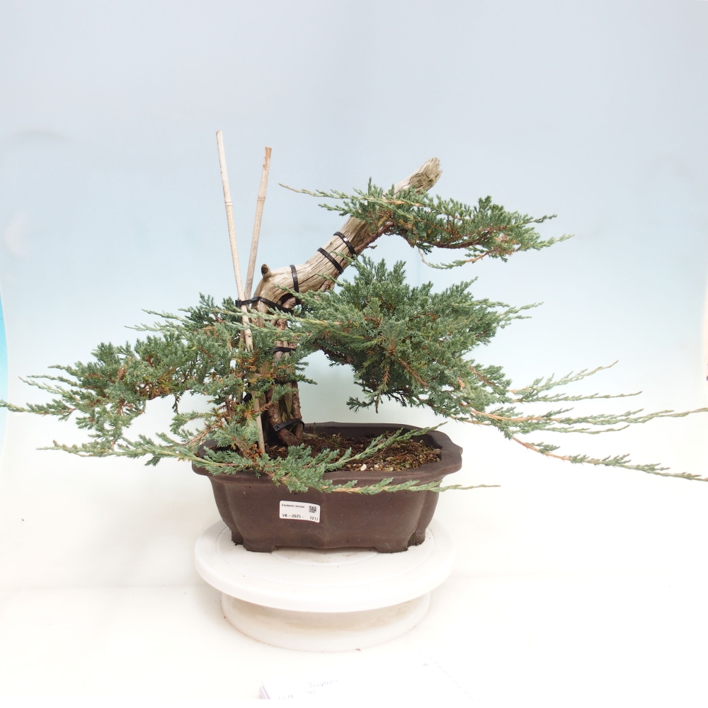Outdoor bonsai - Juniperus  - Prostrate Juniper