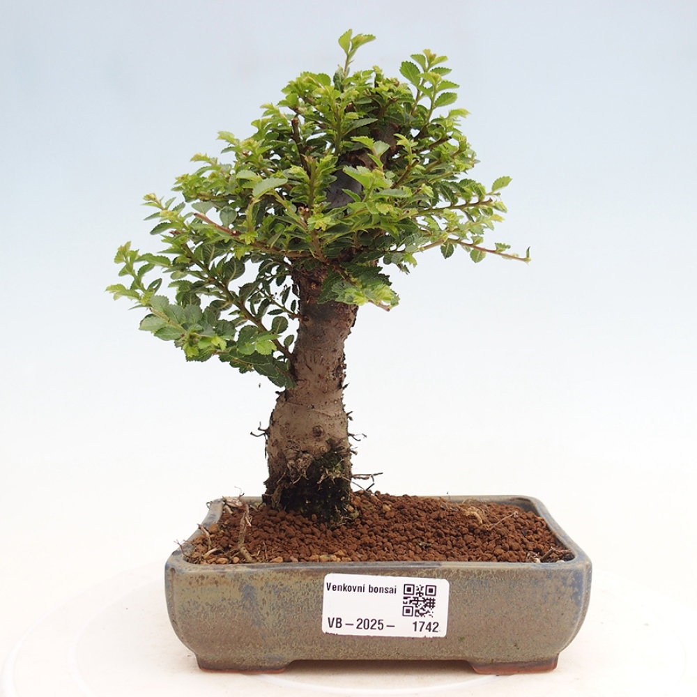 Outdoor bonsai - Ulmus parvifolia Hokkaido - Chinese elm
