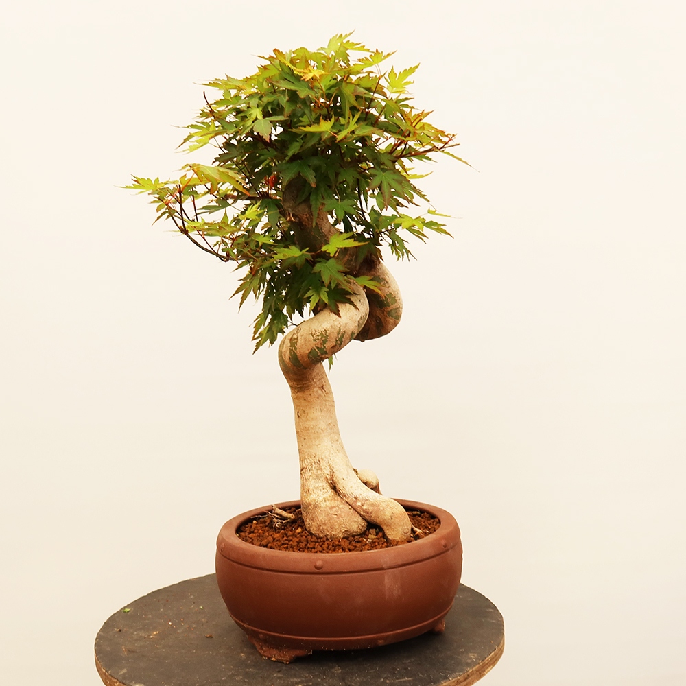 Outdoor bonsai - Maple palmatum - Palms
