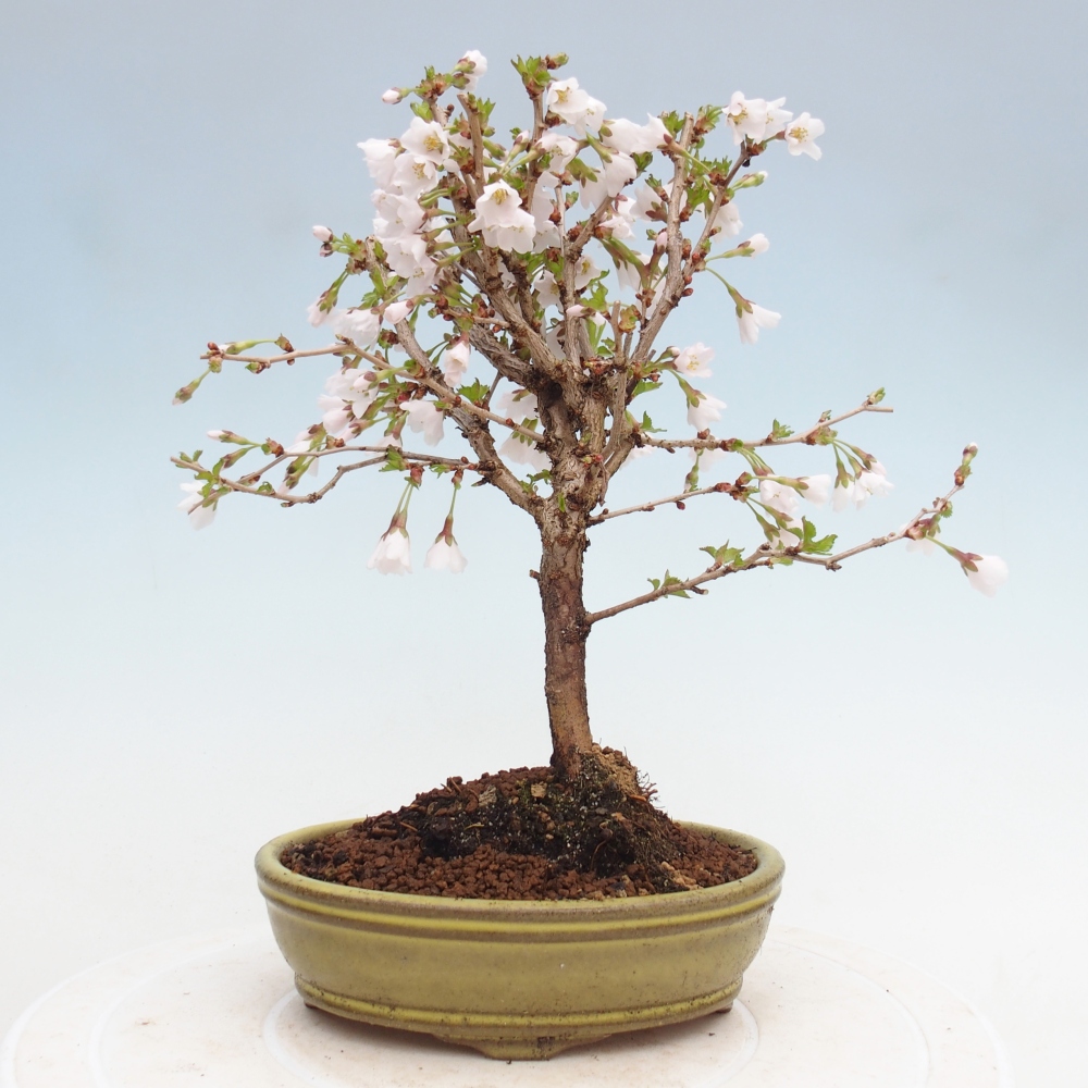 Outdoor bonsai - Prunus incisa Kojou-no mai-Plivon cut out