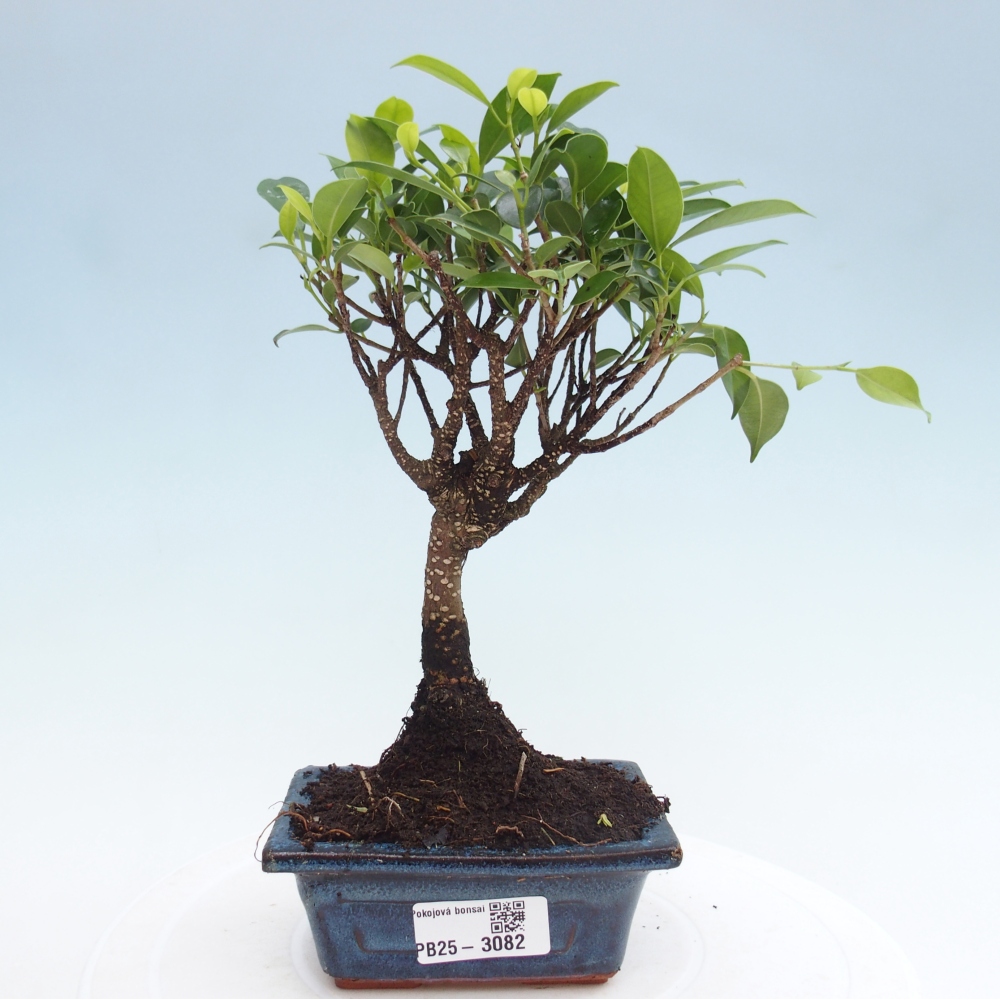 Indoor bonsai - Small-leaved ficus - Ficus kimmen
