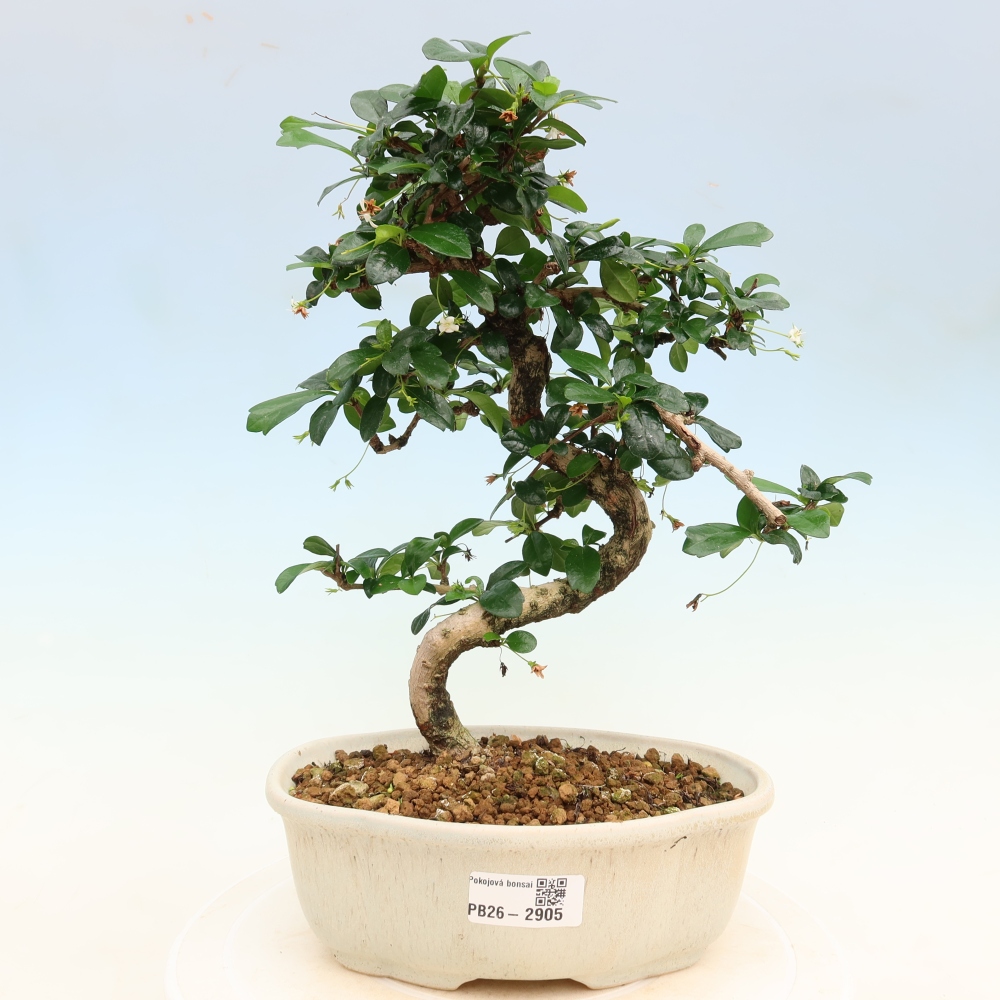 Room bonsai - Carmona macrophylla - Tea fuki