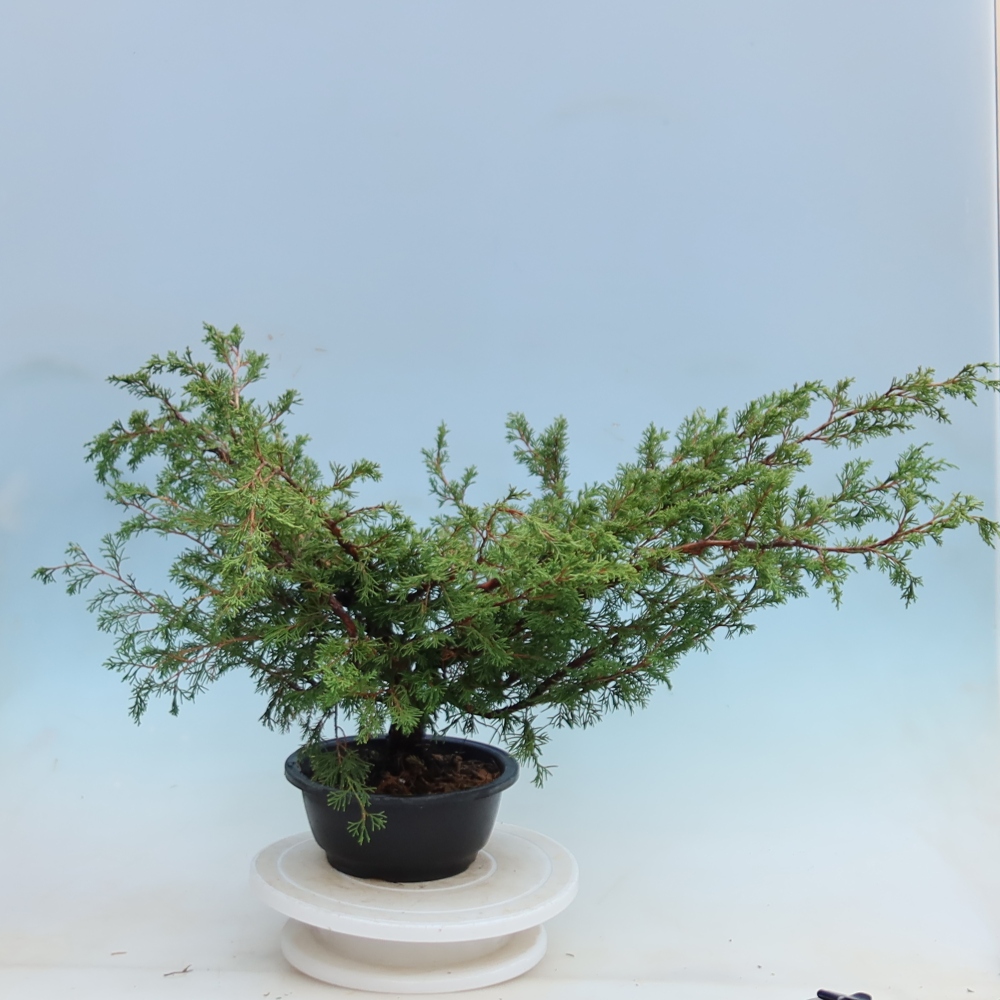 Outdoor Bonsai - Juniperus chinensis Itoigawa - Chinese Juniper