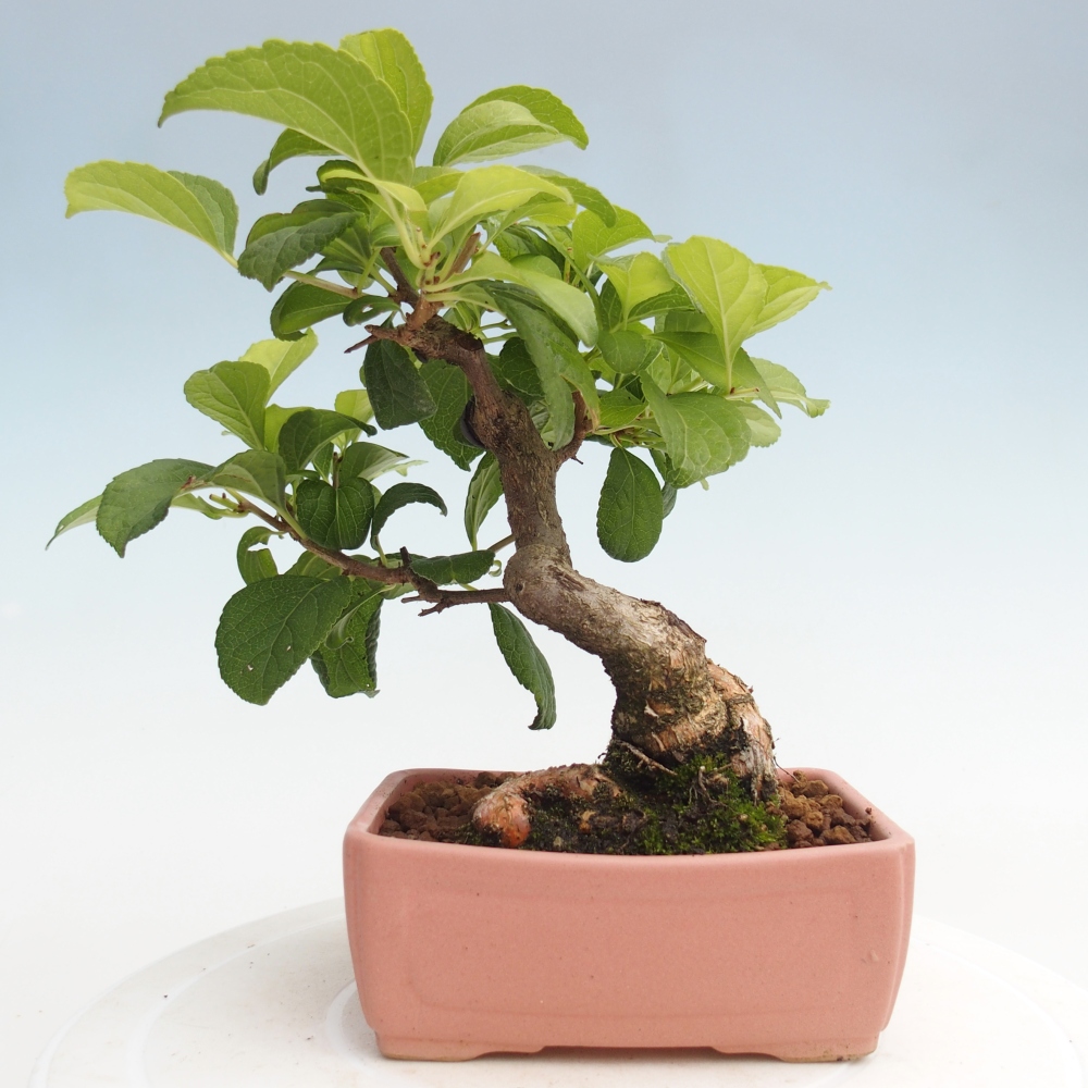 Outdoor bonsai - Celastrus Jesenec