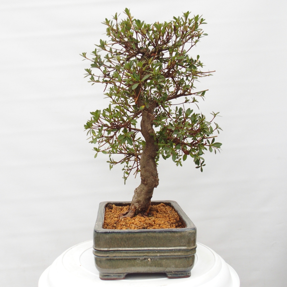 Outdoor bonsai - Japanese Azalea - Azalea Rin